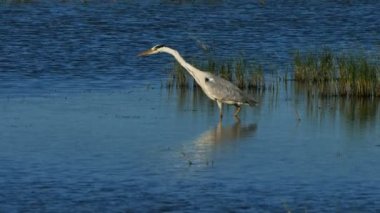 Gri balıkçıl, Ardea Cinerea, Camargue, Fransa