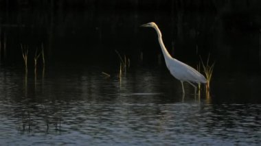 Büyük balıkçıl, Ardea alba, Camargue, Fransa