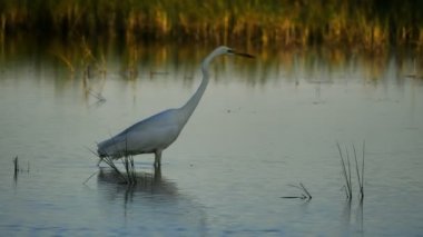 Büyük balıkçıl, Ardea alba, Camargue, Fransa