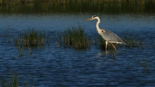 Серая Цапля Ardea Cinerea Камарг Франция — стоковое видео