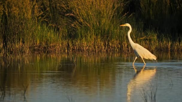 Great Egret Ardea Alba Camargue Francia — Vídeos de Stock