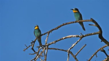Avrupa arı yiyici, Merops apiaster, Camargue, Fransa