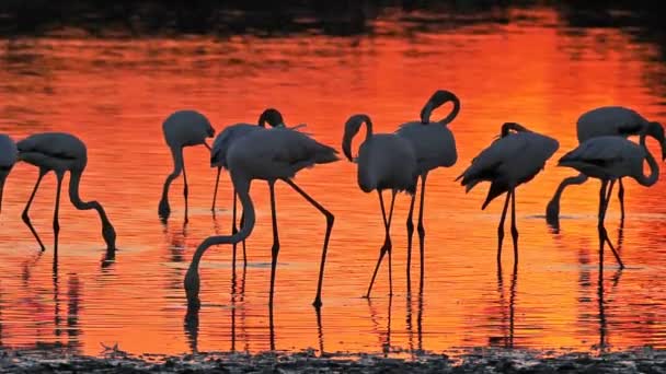 法国Camargue Pont Gau Phoenicopterus Rosseus Greater Flamingos — 图库视频影像