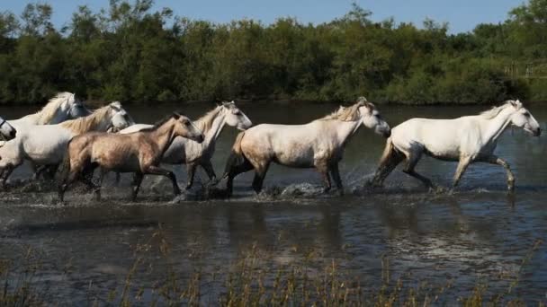 Biały Koń Camargue Camargue Francja — Wideo stockowe