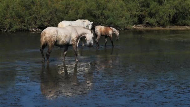 White Camargue Horse Camargue France — Stock Video