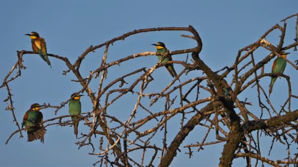 Europese Bijeneter Merops Apiaster Camargue Frankrijk — Stockvideo