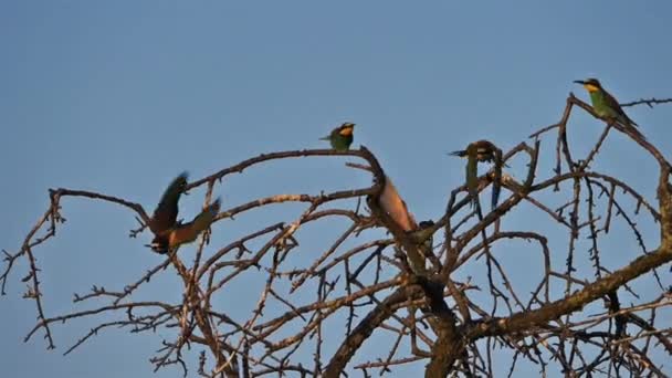 Avrupa Arı Yiyici Merops Apiaster Camargue Fransa — Stok video