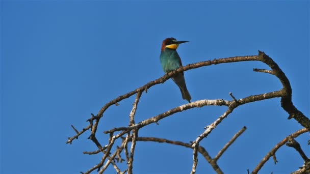 European Bee Eater Merops Apiaster Camargue Γαλλία — Αρχείο Βίντεο