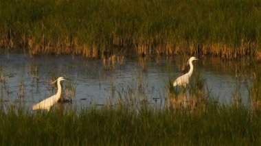 Büyük balıkçıl, Ardea alba, Camargue, Fransa