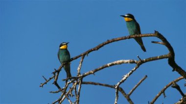 Avrupa arı yiyici, Merops apiaster, Camargue, Fransa