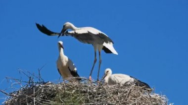 Ciconia, Camargue, Fransa. Genç ağustos böceği uçmayı öğreniyor