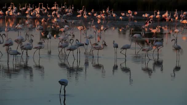 Greater Flamingos Phoenicopterus Roseus Pont Gau Camargue França — Vídeo de Stock