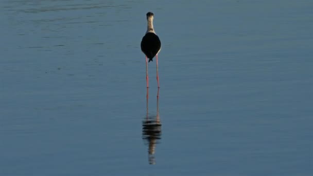 Siyah Kanatlı Camargue Fransa — Stok video