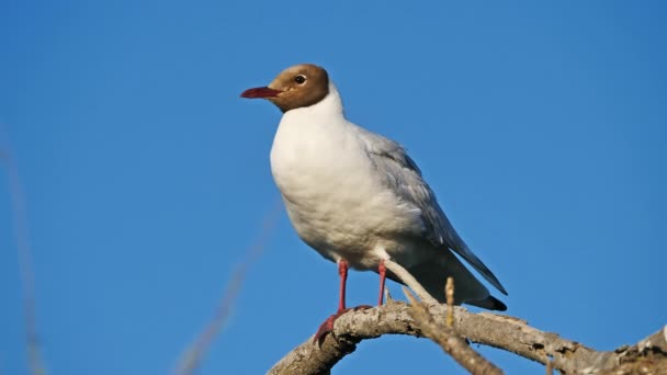 Gaivota Mediterrâneo Ichthyaetus Melanocephalus — Vídeo de Stock