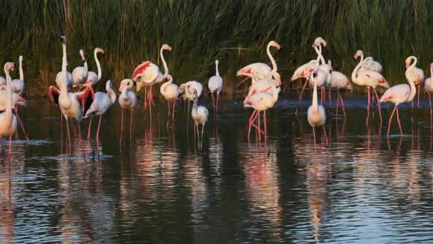 Greater Flamingos Phoenicopterus Roseus Pont Gau Camargue Francie — Stock video