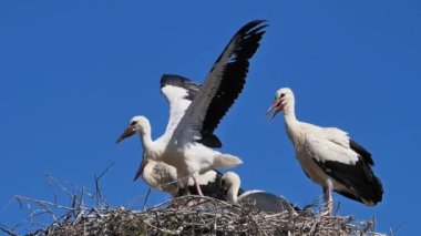 Yabani çiçekler, Chamaemelum nobile, papatya çayı, 