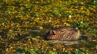 Coypu, Myocastor coypus, Camargue, Fransa 