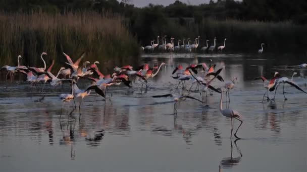 Greater Flamingos Phoenicopterus Roseus Pont Gau Camargue Francia — Video Stock