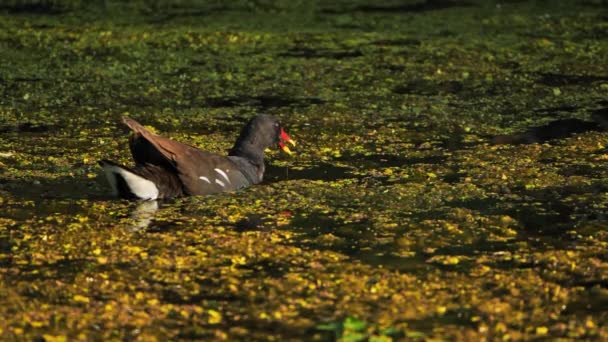 Gewone Heek Gallinula Chloropus Frankrijk — Stockvideo