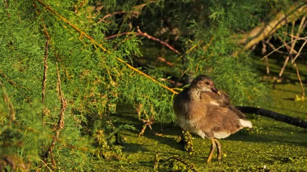 Junges Moorhuhn Gallinula Chloropus Frankreich — Stockvideo