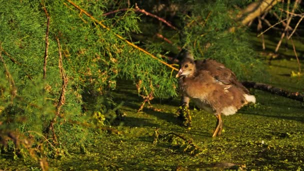 Young Common Moorhen Gallinula Chloropus Francia — Vídeo de stock