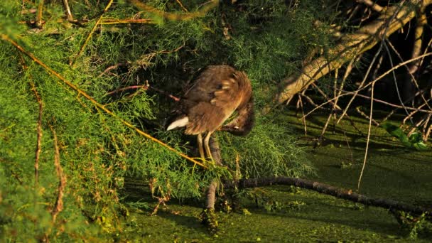 Junges Moorhuhn Gallinula Chloropus Frankreich — Stockvideo