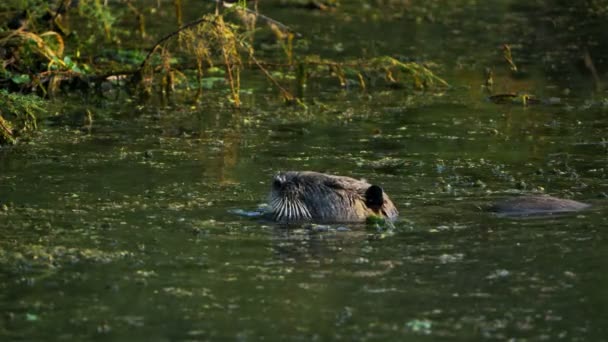 Coypu Myocastor Coypus Camargue Francia — Vídeo de stock