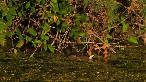 Junges Moorhuhn Gallinula Chloropus Frankreich — Stockvideo