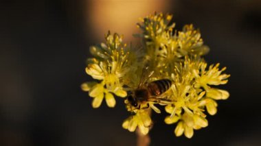 Sedum dönümü, genellikle altın yosunlu taş, yosunlu taş, altın yosun sedum, ısıran taş ve duvar biberi olarak bilinir. Sedum dönümünü öngören bir arı. Bu Güney Fransa 'da bir yabani çiçek.