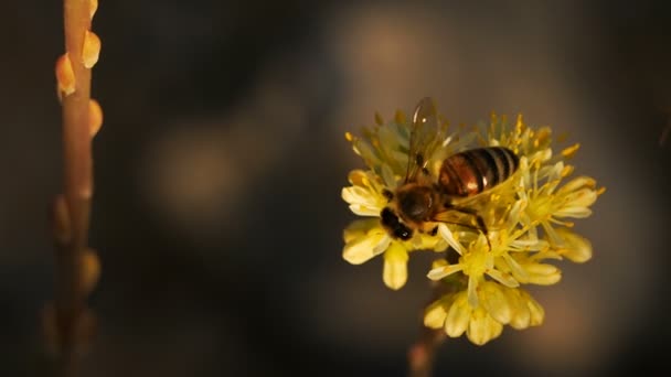 Sedum Acre Beter Bekend Als Goudmos Steenpuist Mossige Steenpuist Goudmos — Stockvideo