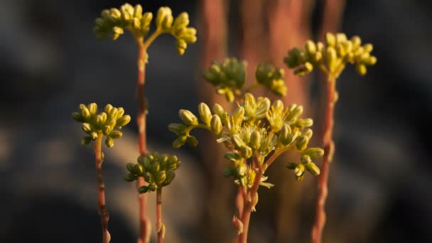 Sedum Acre Vulgarmente Conhecido Como Goldmoss Stonecrop Pedra Musgosa Goldmoss — Vídeo de Stock