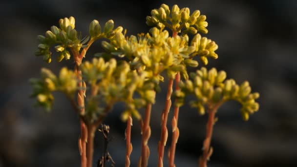 Sedum Tunnland Allmänt Känd Som Guldmossa Stonekrop Mossa Stonekrop Guldmossa — Stockvideo