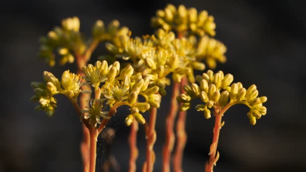 Sedum Acre Algemeen Bekend Als Goudmos Steenpuist Mossige Steenpuist Goudmos — Stockvideo