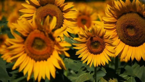 Bunga Matahari Helianthus Annuus Prancis Selatan Bidang Bunga Matahari Occitanie — Stok Video