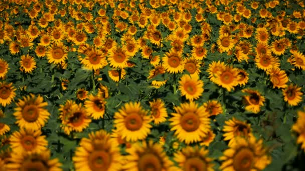 Sonnenblumen Helianthus Annuus Südfrankreich Sonnenblumen Occitanie Frankreich — Stockvideo