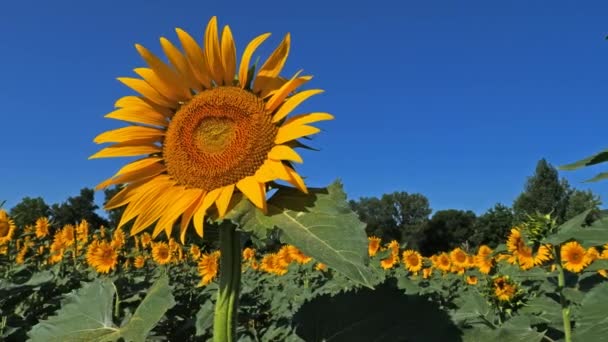 Girasoles Helianthus Annuus Sur Francia Campo Girasoles Occitanie Francia — Vídeo de stock