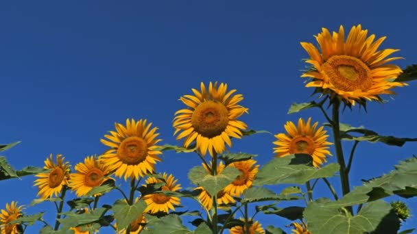 Sunflowers Helianthus Annuus South France — Stock Video