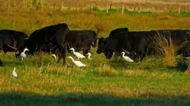 Sığır ağılları (Bubulcus ibis) ile tarlalarda Camargue sığırları (Bos taurus))