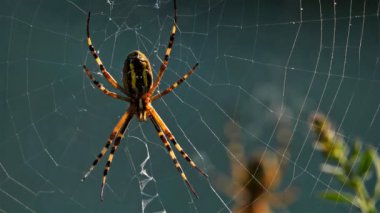 Argiope bruennichi, eşekarısı örümceği. Ağ üzerinde eşekarısı örümceği