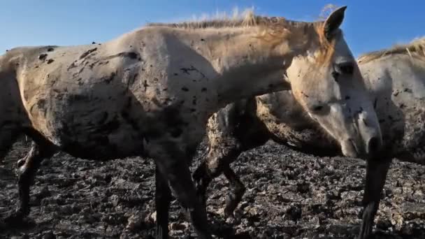 Tradiční Kovbojové Koních Camargue Francie — Stock video