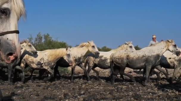 Traditionelle Cowboys Auf Pferden Camargue Frankreich — Stockvideo