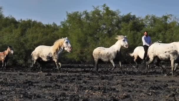 伝統的なカウボーイ乗馬馬 カマルグ フランス — ストック動画
