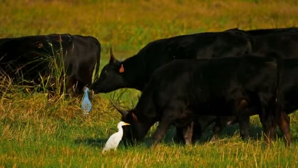 Camargue Nötkreatur Bos Taurus Fälten Med Nötkreatur Äggdjur Bubulcus Ibis — Stockvideo