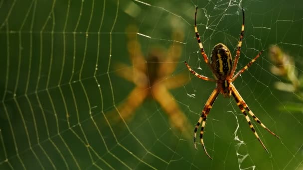 Argiope Bruennichi Оса Паук Wasp Spider Web — стоковое видео