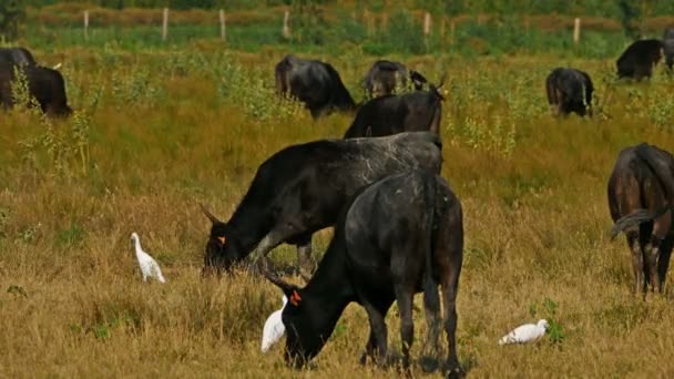 Скотарська Худоба Bos Taurus Полях Чаплями Bubulcus Ibis — стокове відео