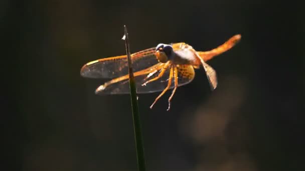 Odonata Ruddy Mörkare Sympetrum Sanguineum Odonata Ordning Köttätande Insekter — Stockvideo