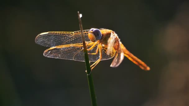 Odonata Ruddy Darter Sympetrum Sanguineum Odonata Orden Insectos Carnívoros — Vídeos de Stock