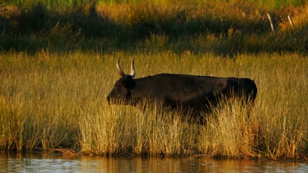 Bydło Camargue Bos Taurus Mokrych Polach — Wideo stockowe