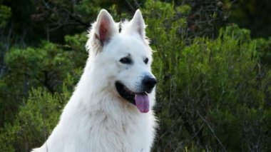 Berger Blanc Suisse veya White Swiss Shepherd, evcil köpek, (Canis lupus familiaris)