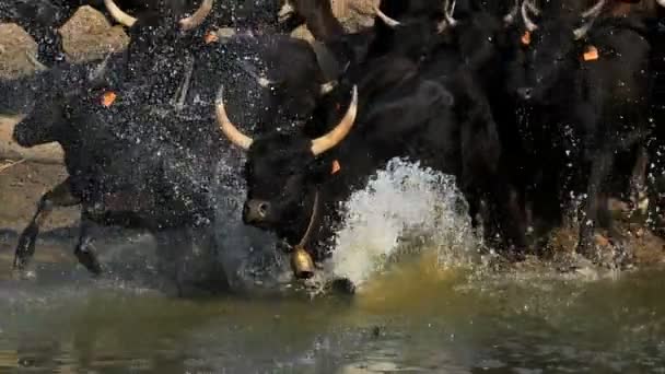 Camargue Bulls Bos Taurus Petite Camargue Gard France — стоковое видео